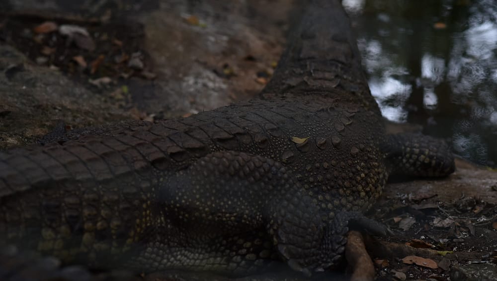 cenote-amistad-cocodrilo-2